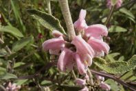2004-04-15-007-Phlomis