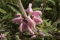 2004-04-15-008-Phlomis