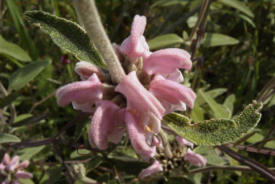 2004-04-15-008-Phlomis