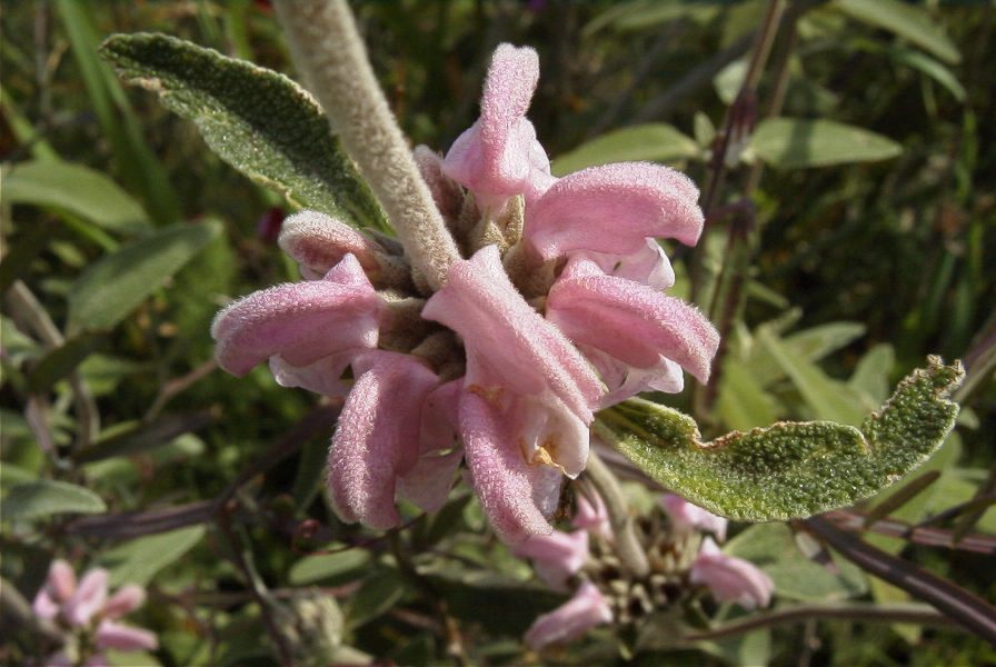 2004-04-15-009-Phlomis