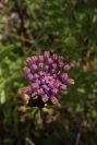 2004-04-15-010-Muscari