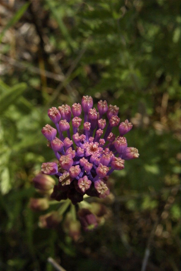 2004-04-15-010-Muscari