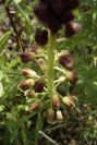 2004-04-15-011-Muscari