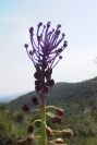 2004-04-15-012-Muscari