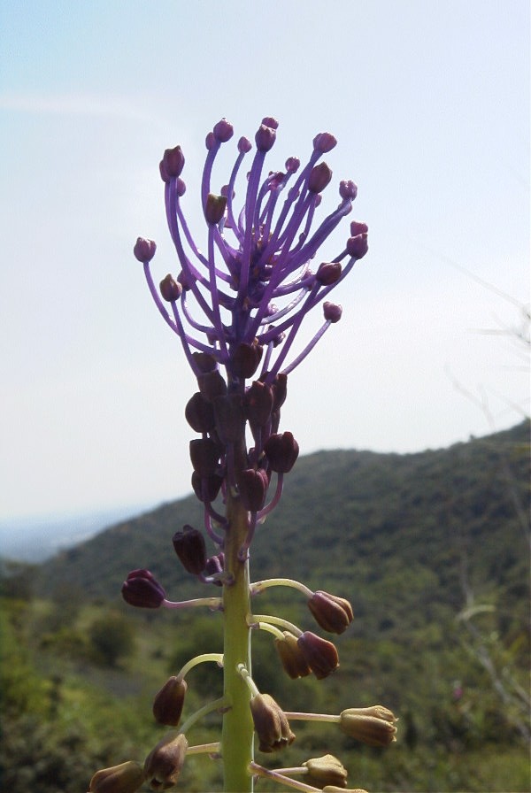 2004-04-15-012-Muscari