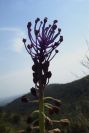 2004-04-15-013-Muscari