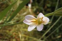 2004-04-15-016-Gladiolus-white