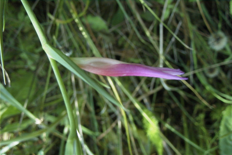 2004-04-15-018-Gladiolus-white
