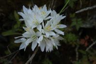 2004-04-15-019-Allium
