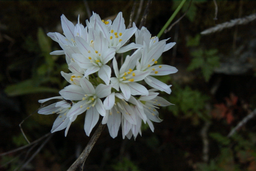 2004-04-15-019-Allium