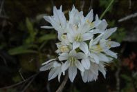 2004-04-15-020-Allium