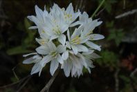 2004-04-15-021-Allium