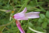 2004-04-15-024-Gladiolus-white