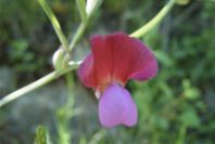 2004-04-15-026-Pea