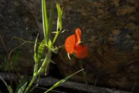2004-04-15-027-Pea