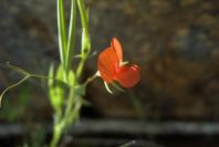 2004-04-15-028-Pea