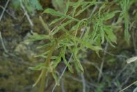 2004-04-15-032-Unknown