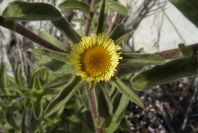 2004-04-15-034-Fleabane