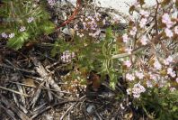 2004-04-15-036-Unknown
