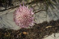2004-04-15-037-Scabiosa