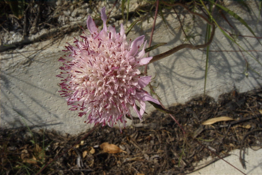 2004-04-15-037-Scabiosa
