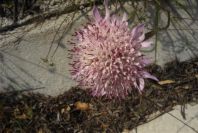 2004-04-15-038-Scabiosa
