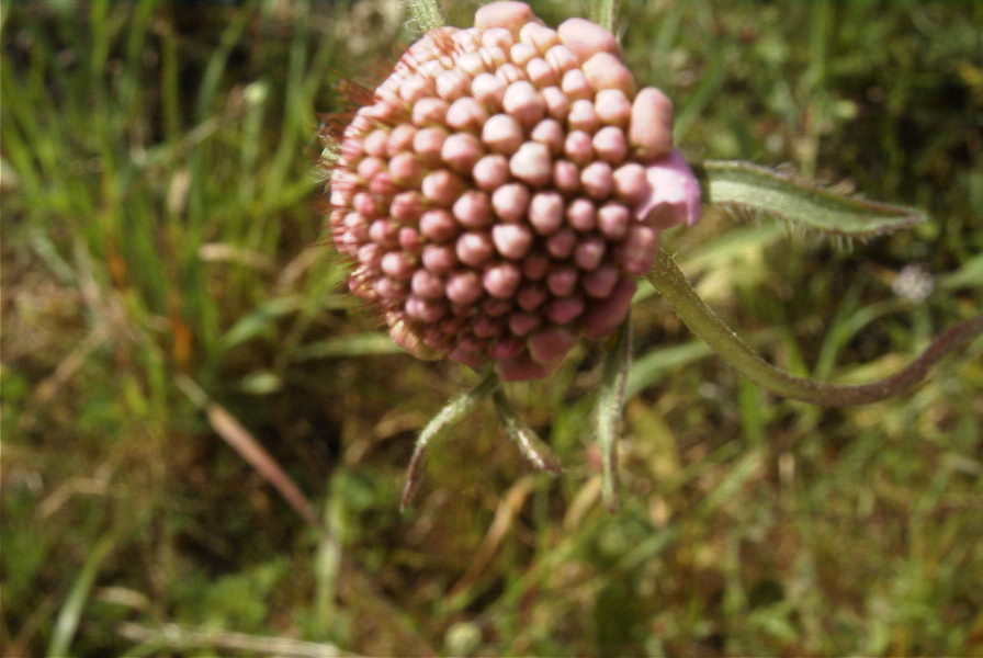 2004-04-15-039-Scabiosa