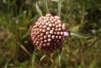 2004-04-15-040-Scabiosa