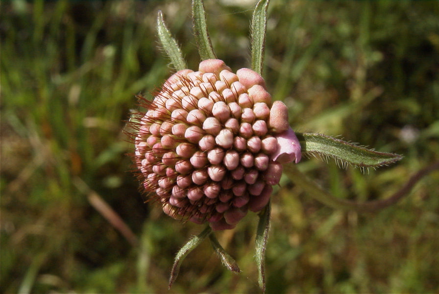2004-04-15-040-Scabiosa