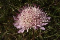 2004-04-15-041-Scabiosa