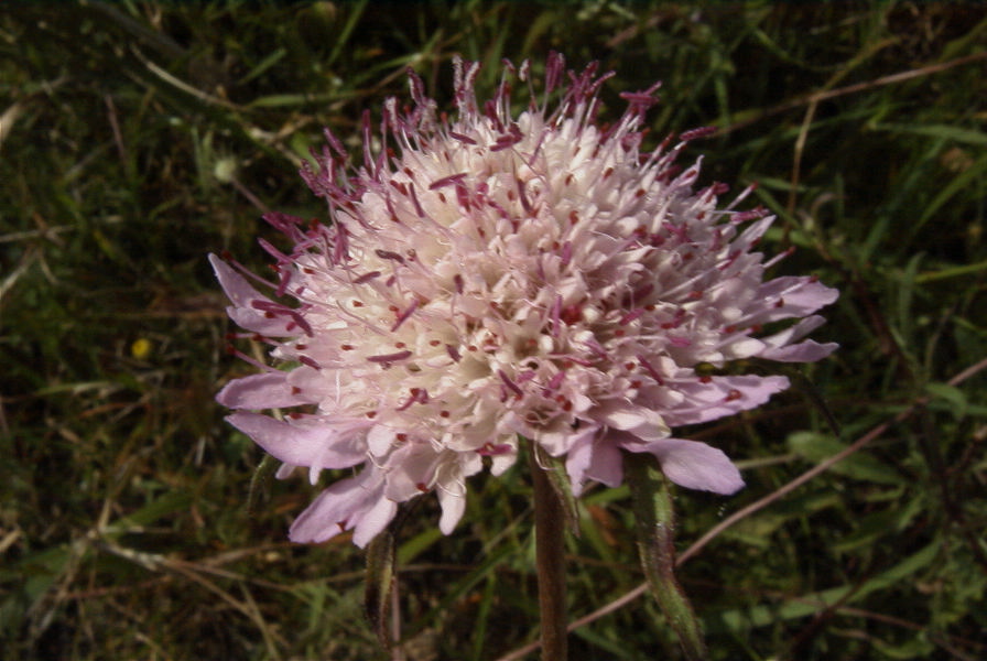2004-04-15-041-Scabiosa