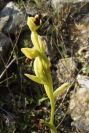 2004-04-15-042-Orchid