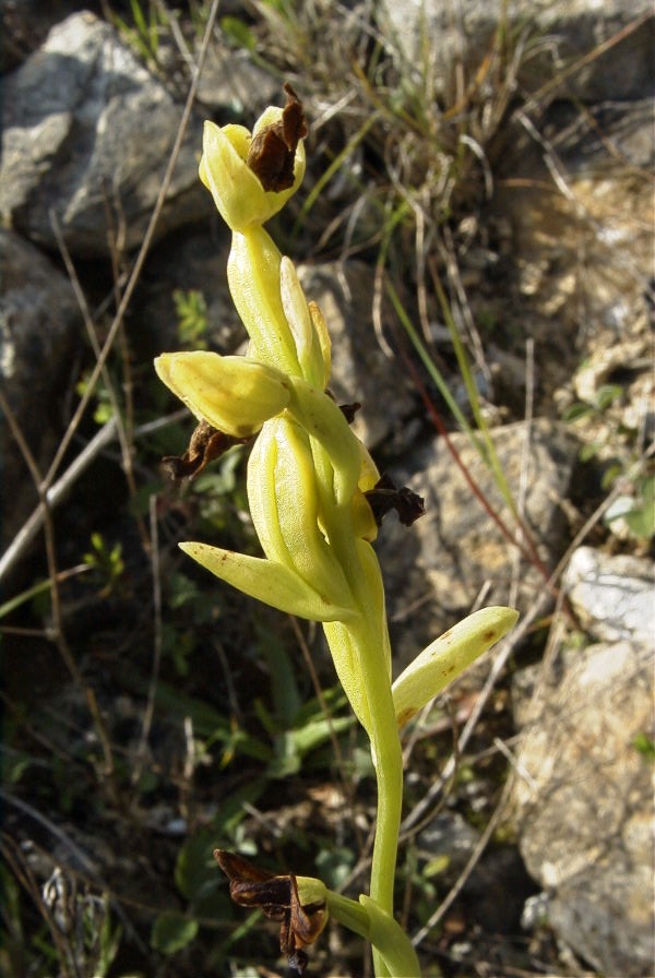 2004-04-15-042-Orchid