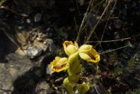 2004-04-15-043-Orchid