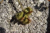 2004-04-15-045-Pea-spiral-seed