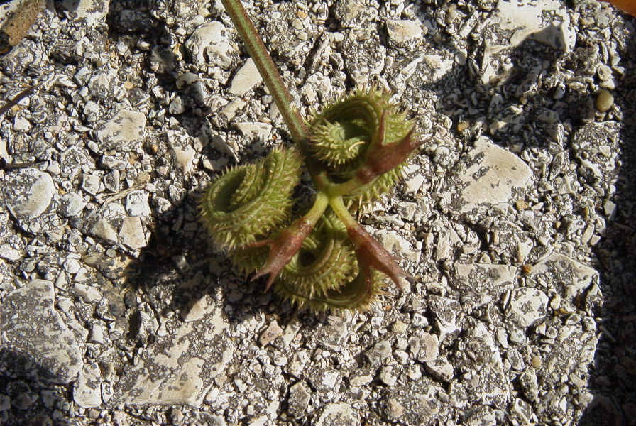 2004-04-15-045-Pea-spiral-seed