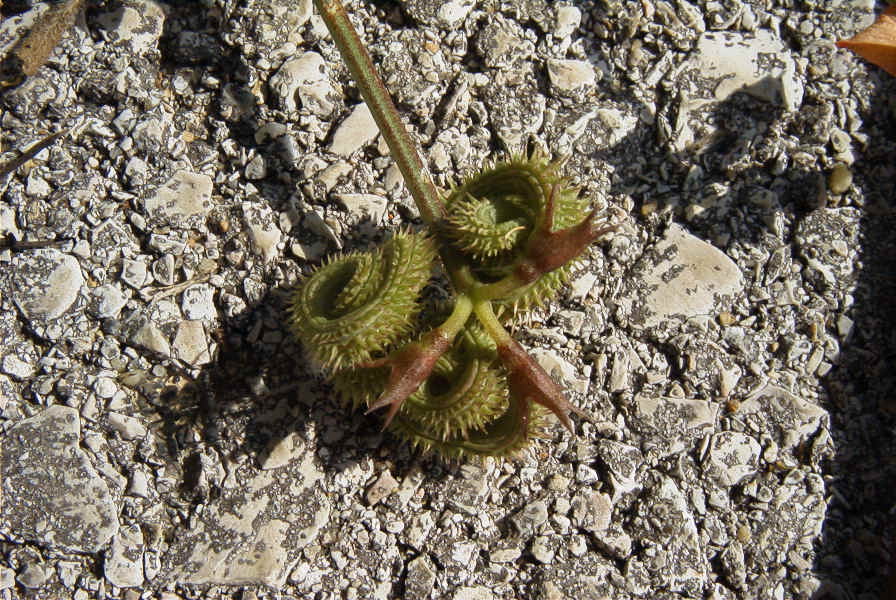 2004-04-15-046-Pea-spiral-seed