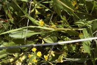 2004-04-15-047-Pea-spiral-seed