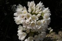 2004-04-15-048-Allium