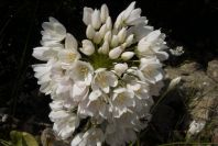 2004-04-15-049-Allium