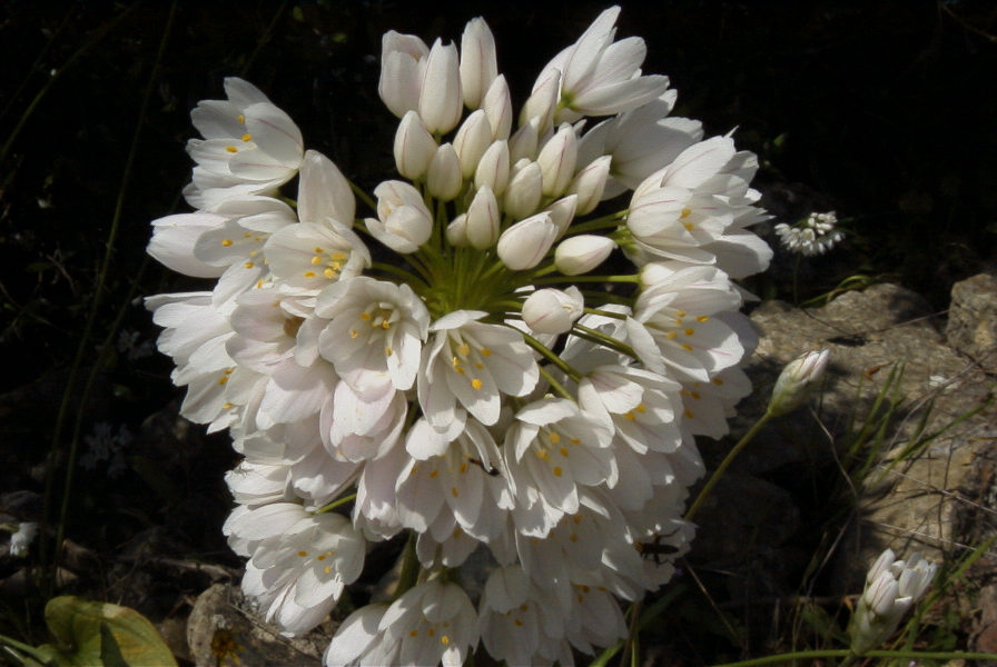2004-04-15-049-Allium