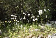 2004-04-15-050-Allium