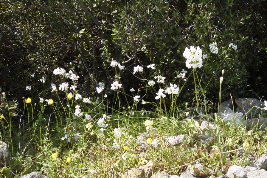 2004-04-15-050-Allium