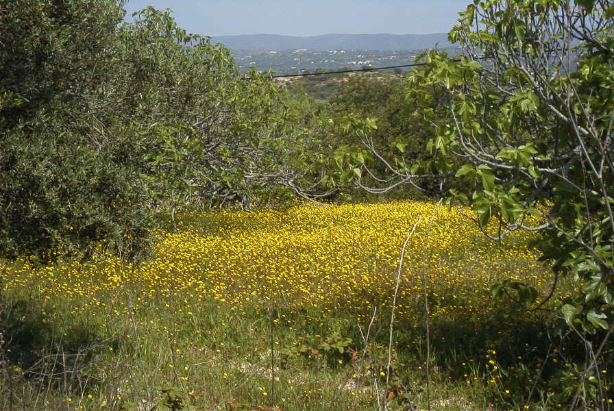 2004-04-15-051-Daisy-view