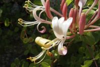 2004-04-15-052-Honeysuckle