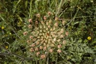 2004-04-15-056-Unbeliferal-fly-centre