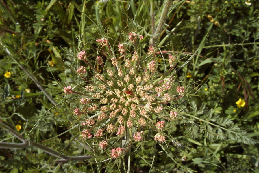 2004-04-15-056-Unbeliferal-fly-centre