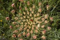 2004-04-15-057-Unbeliferal-fly-centre