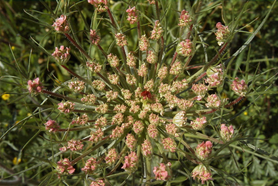 2004-04-15-057-Unbeliferal-fly-centre