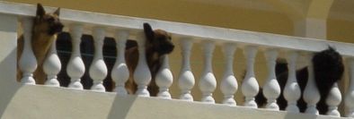 2004-04-15-058-Doggies